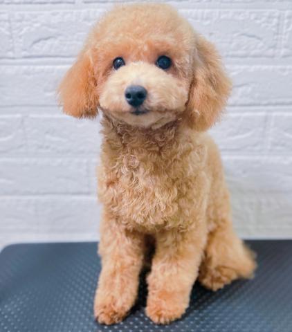トイプードル