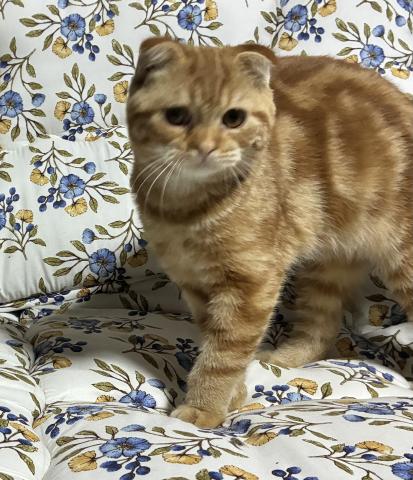 スコティッシュフォールド