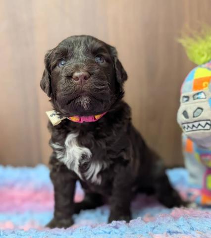 ガッチリ体型でとても賢い子