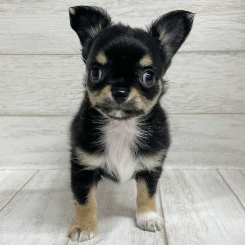 チワワ（ロングコート）