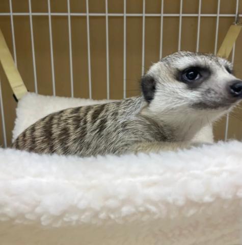 ミーアキャット