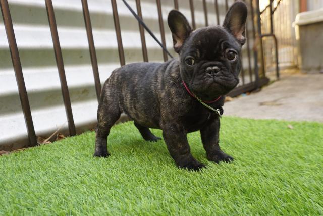 フレンチブルドッグ