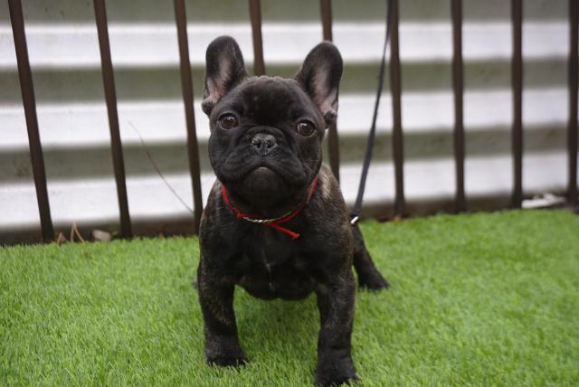 フレンチブルドッグ