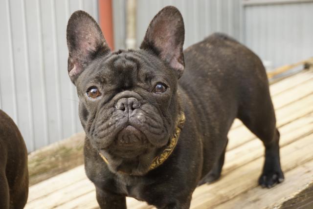 フレンチブルドッグ