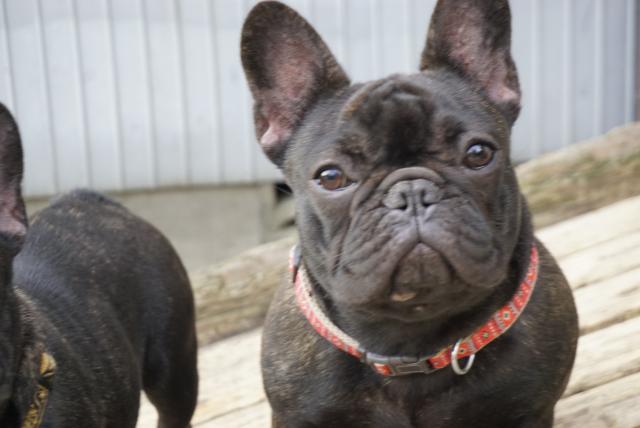 フレンチブルドッグ