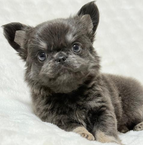 毛量がしっかりしています