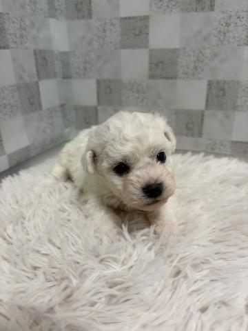 ビションフリーゼ