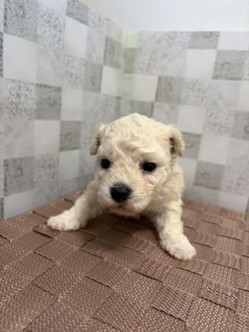 ビションフリーゼ