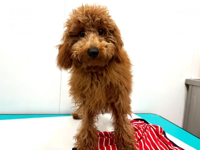 トイプードル