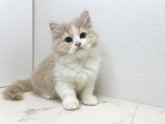 大人気で希少なサイベリアンの女の子！