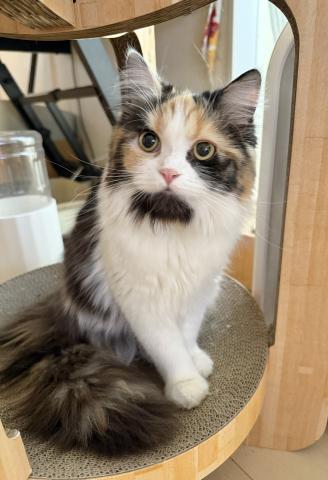 ミヌエット（旧ナポレオン）（長足）