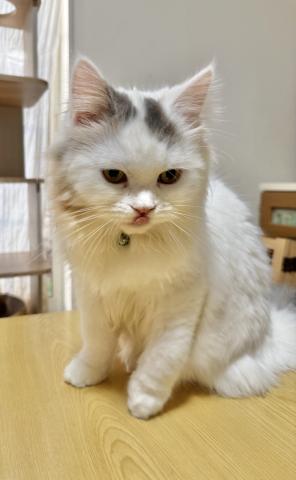 ミヌエット（旧ナポレオン）（長足）