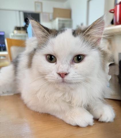 ミヌエット（旧ナポレオン）（長足）