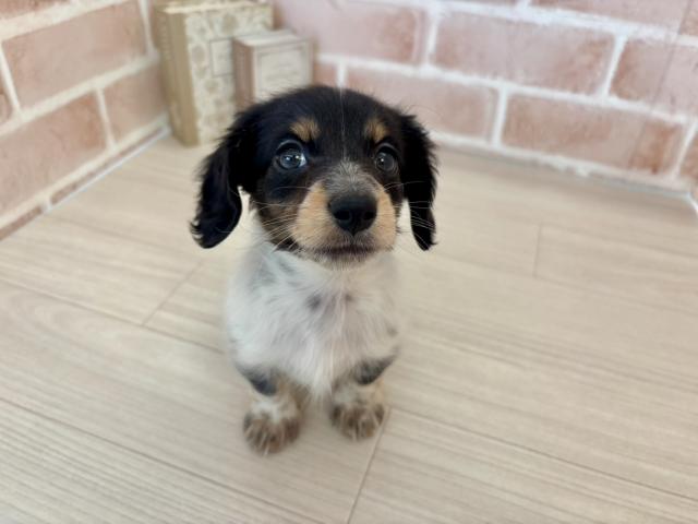 父4.3㎏　母4.1㎏