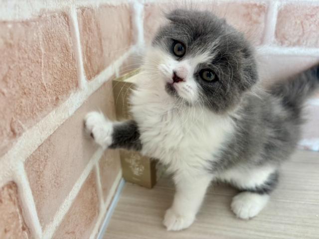 父3.6㎏　母3.5㎏