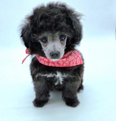 トイプードル★表示価格は全ての諸費用を含みます。