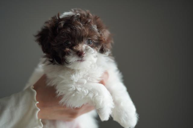 トイプードル