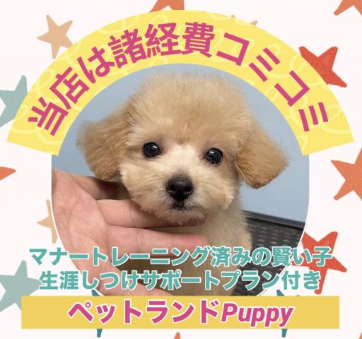💕ペットランドPuppy💕ブリーダー直販店💕