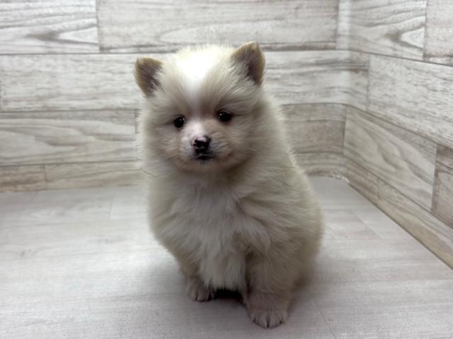 ポメラニアン