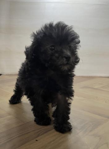 トイプードル