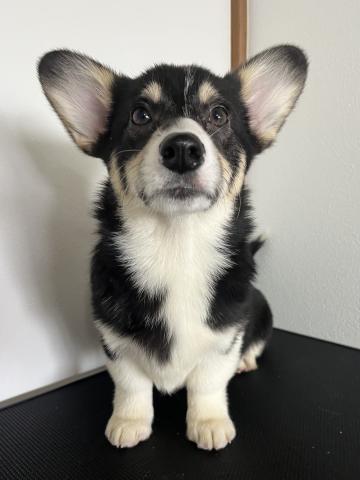 ウェルシュコーギーペンブロークトライカラー（ブラックヘッド）