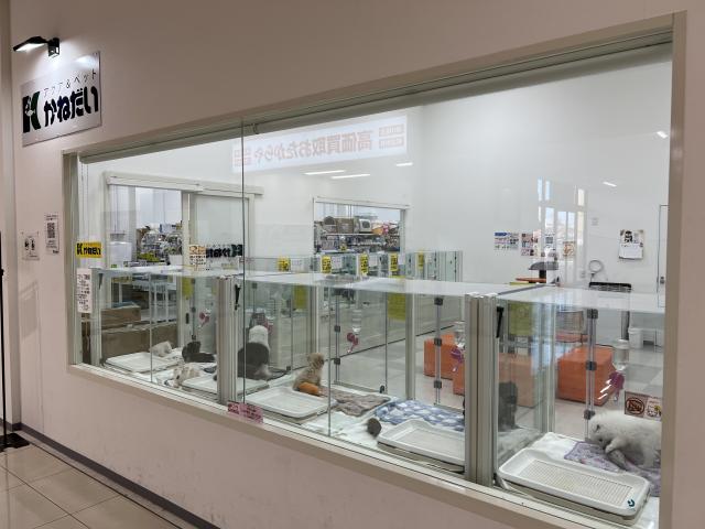 かねだい千葉店