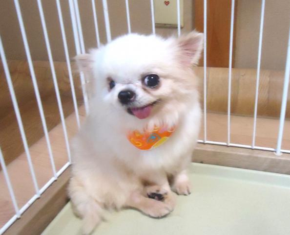 チワワ(ロングコート)