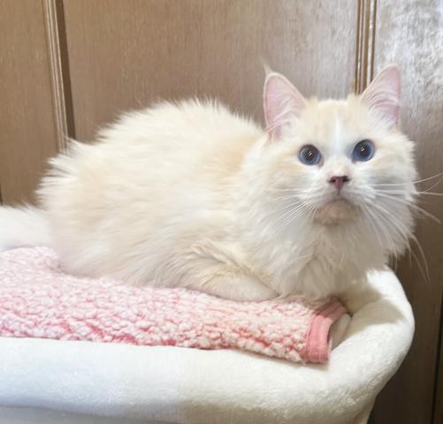 ラグドール去勢済み