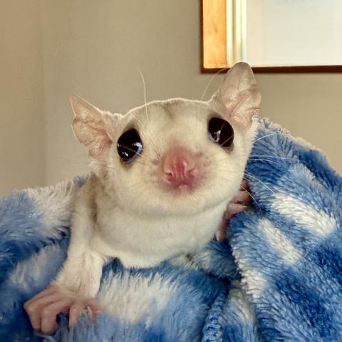 クリミノモザイクhetプラチナ（ルビー血統）