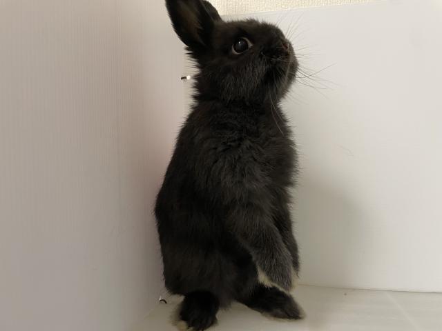 ネザーランドドワーフ