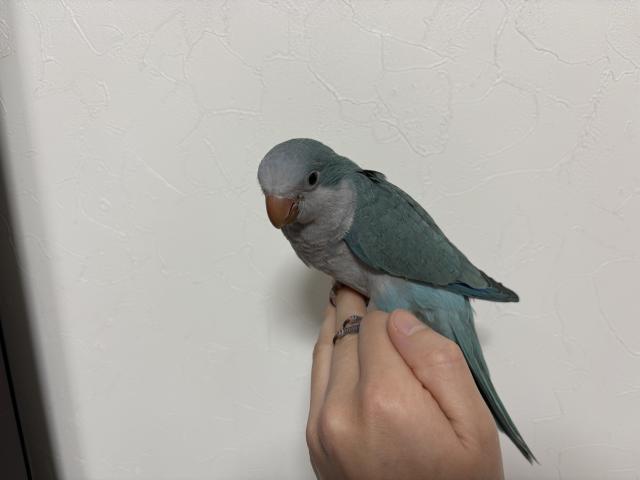 オキナインコ  