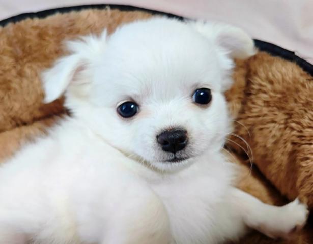 チワワ（ロングコート）