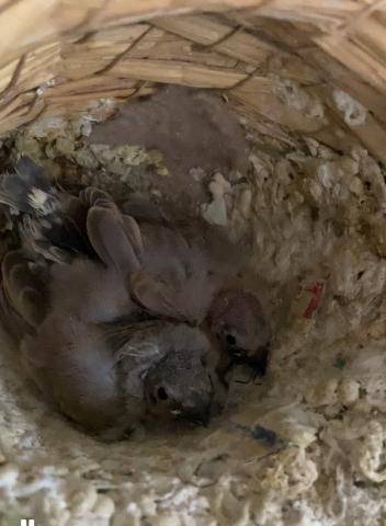 キンカチョウ雛