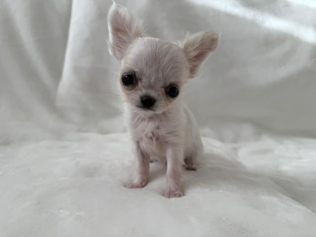 チワワ（ロングコート）