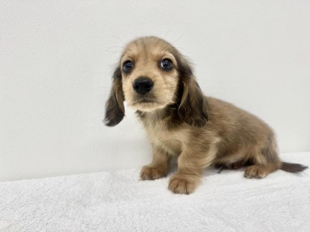 カニンヘンダックスフンド