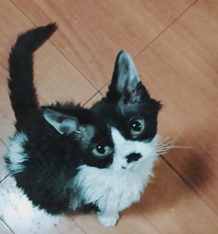 デボンレックス