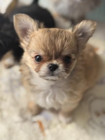 チワワ（ロングコート）