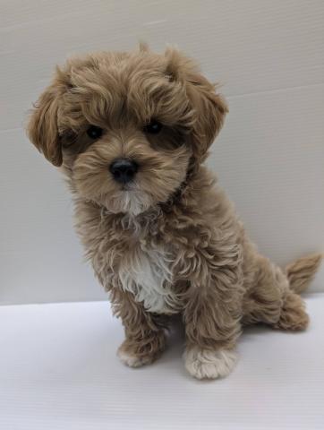 別途安心サポートパック代頂戴いたします🙇