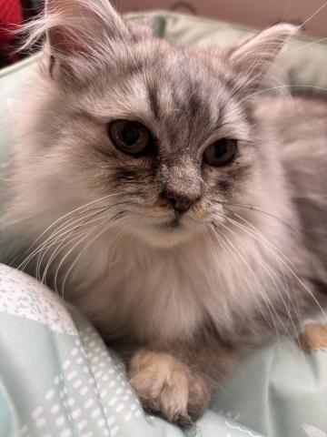 スコティッシュフォールド