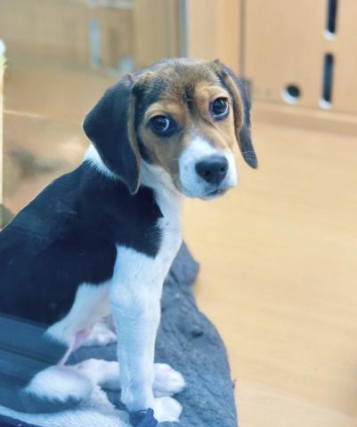 当店、久しぶりのビーグル君！！