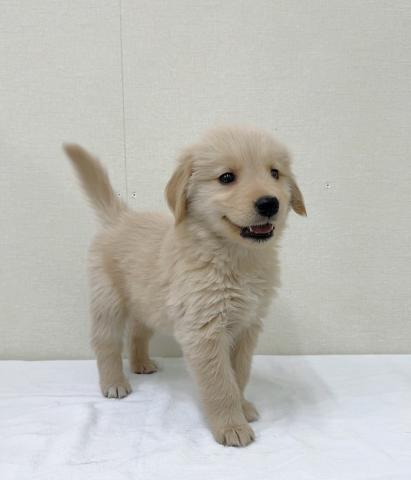 かまってちゃんな甘々Girl🩷