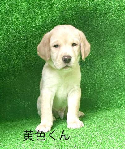ラブラドールレトリーバー