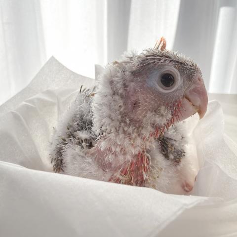 ウロコインコ うろこいんこ