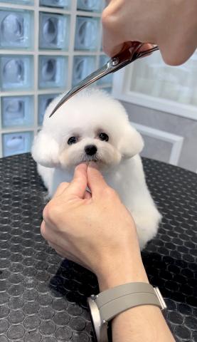 ビションフリーゼ💍Mon chan💍