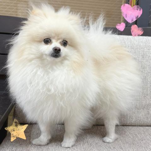ポメラニアン