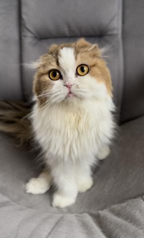 スコティッシュフォールド