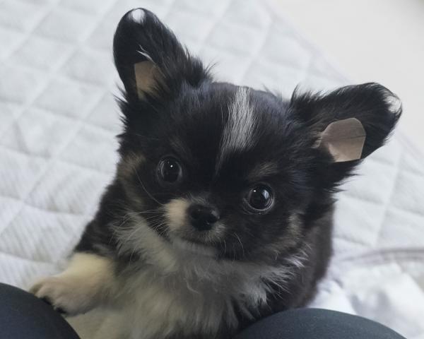 チワワ（ロングコート）