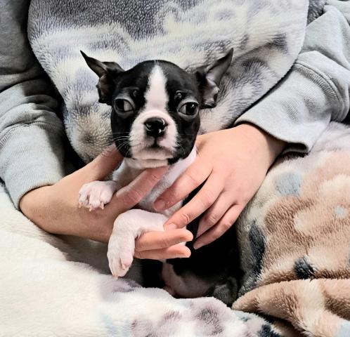 ボストンテリア