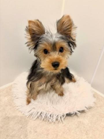 ヨークシャーテリア