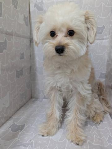 今週土日はコミコミ121200のジュニア犬フェア開催中🌟